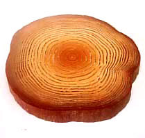 FRP���[�؁i���j