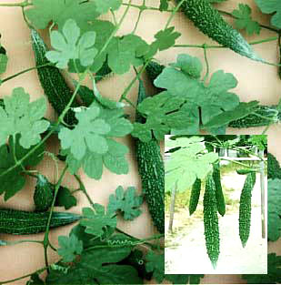 �ɂ����背�v���J