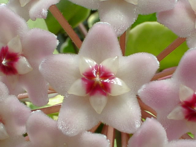 サクララン(ホヤ・カルノーサ)の開花
