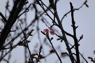 ファイル 19-1.jpg